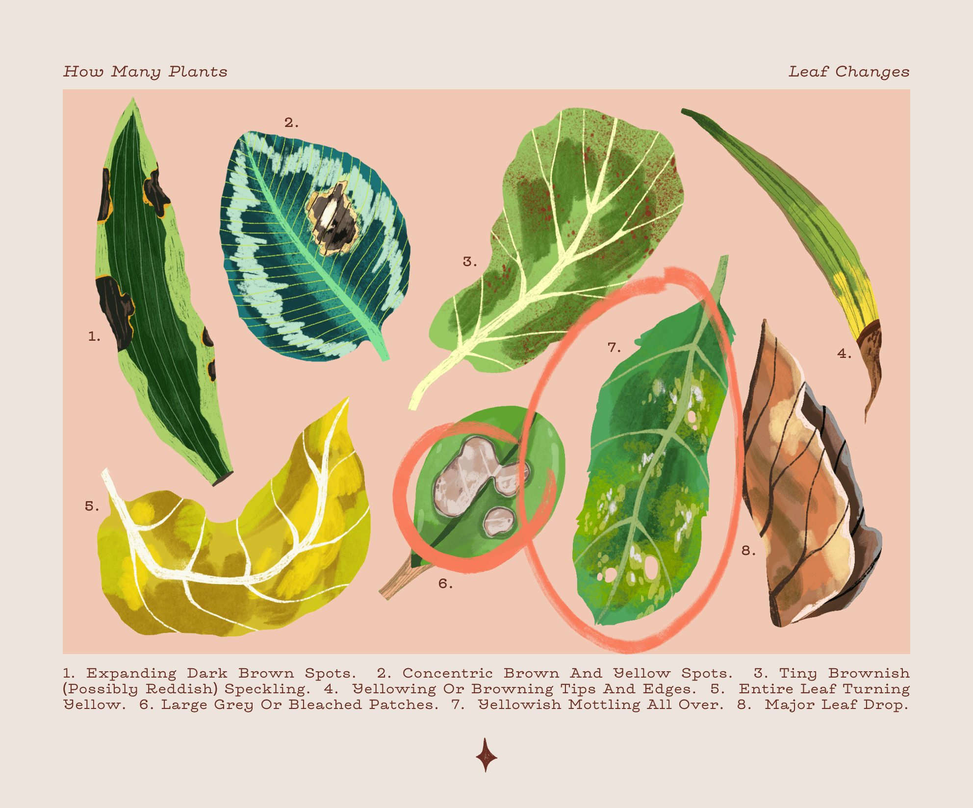 Decoding Leaf Changes in Your Houseplant